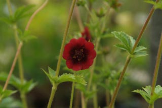 Potentilla thurberi bestellen